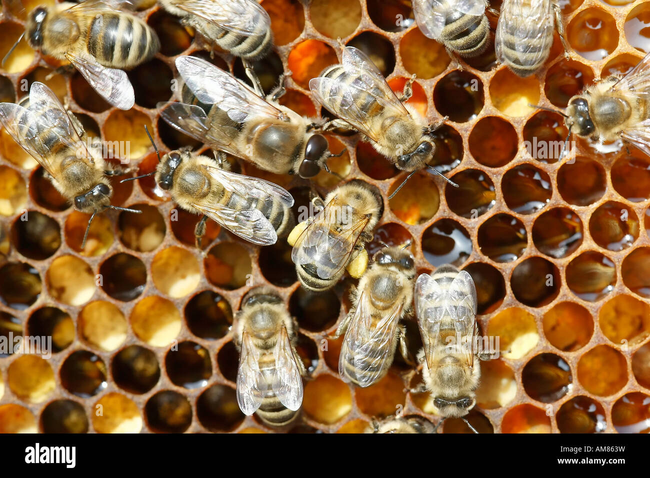 Bienen auf einer Honigwabe Stockfoto