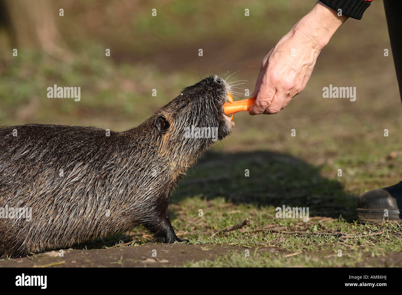 Nutrias, von hand gefüttert Stockfoto