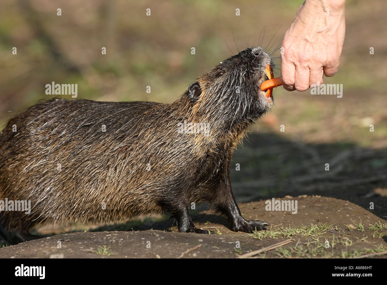 Nutrias, von hand gefüttert Stockfoto