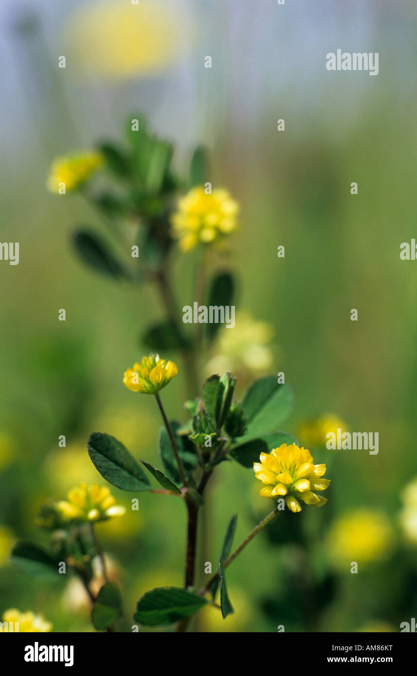 Black Medick Medicago Lupulina in Blüte Stockfoto