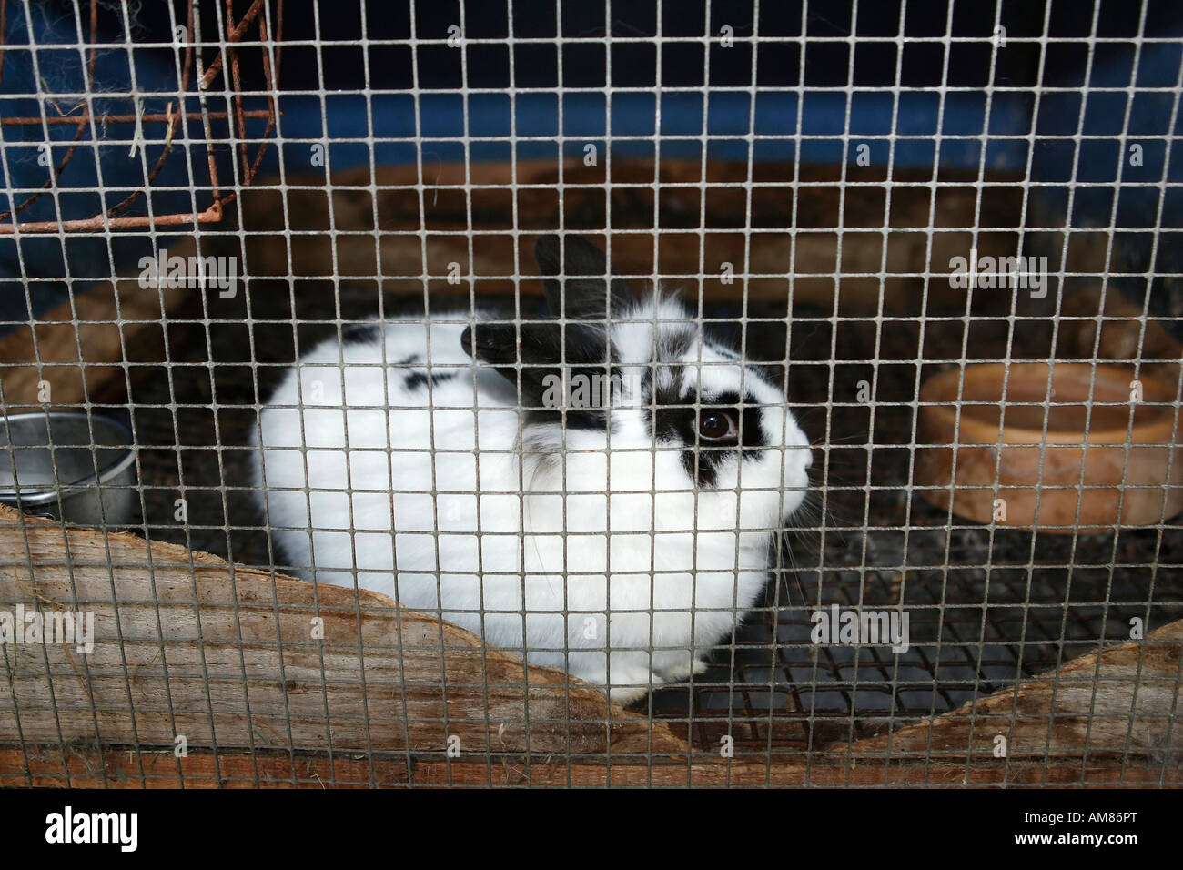 Kaninchen im Stall Stockfoto
