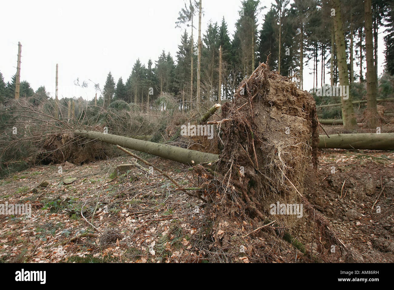 Sturmschäden in einem Wald in der Nähe von Duesterohl, North Rhine-Westphalia, Deutschland Stockfoto