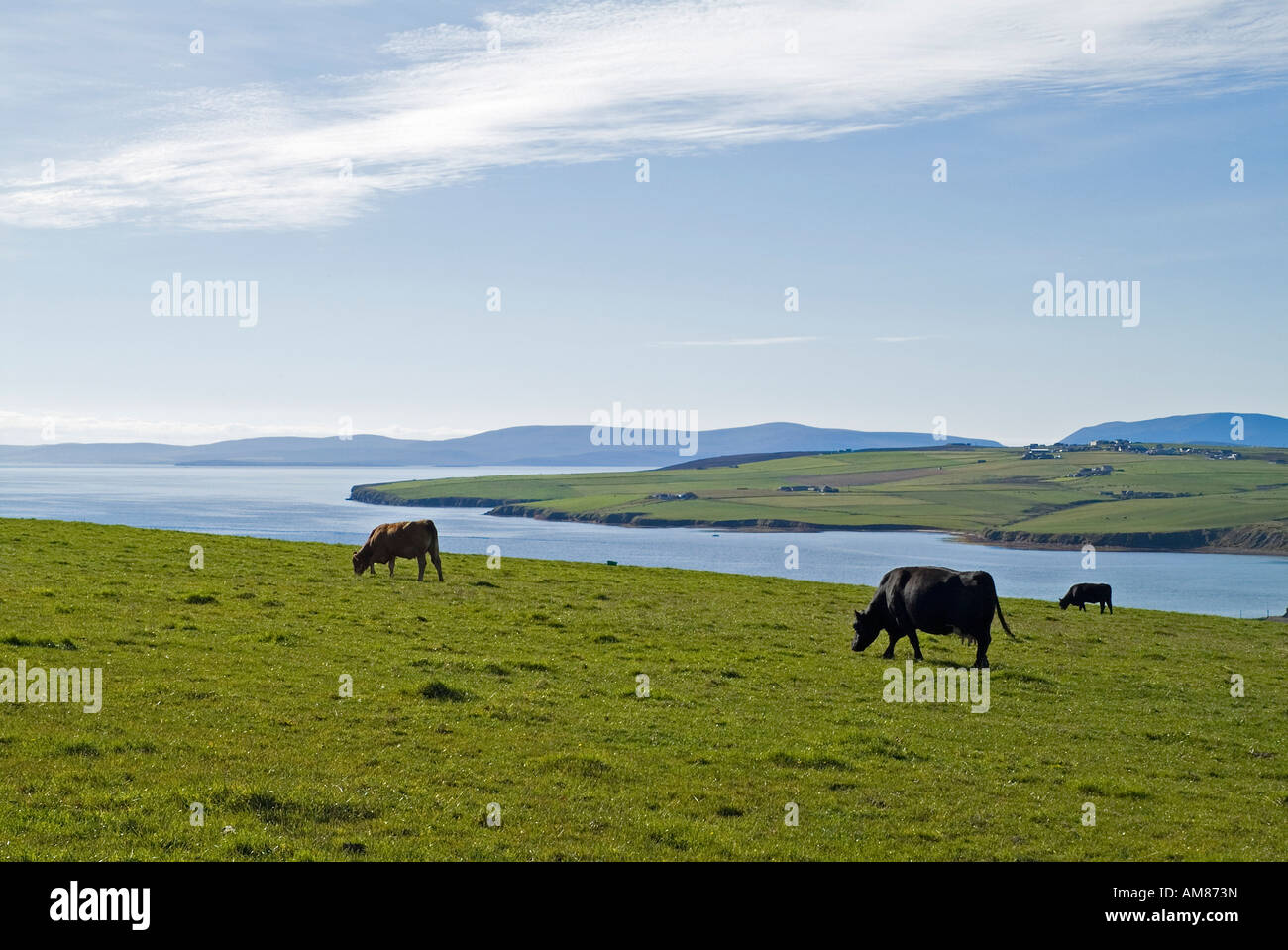 dh Scottish Cows CATTLE UK Herde in Hanglage Beweidung über Scapa Flow Fields uk Farming Weide Black angus Beef Cow Farmland Stockfoto