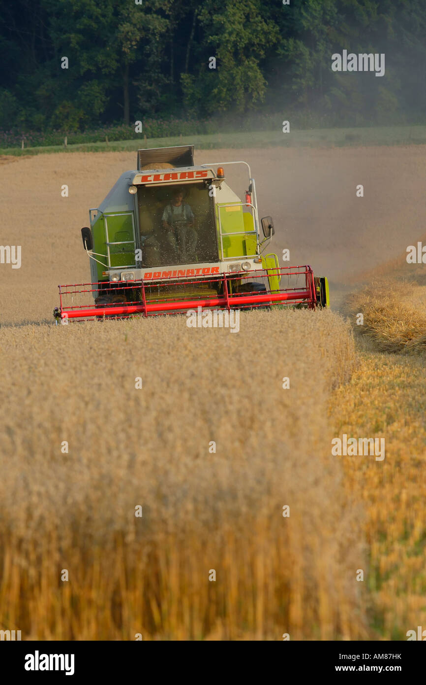 Hafer Ernte, North Rhine-Westphalia, Deutschland Stockfoto