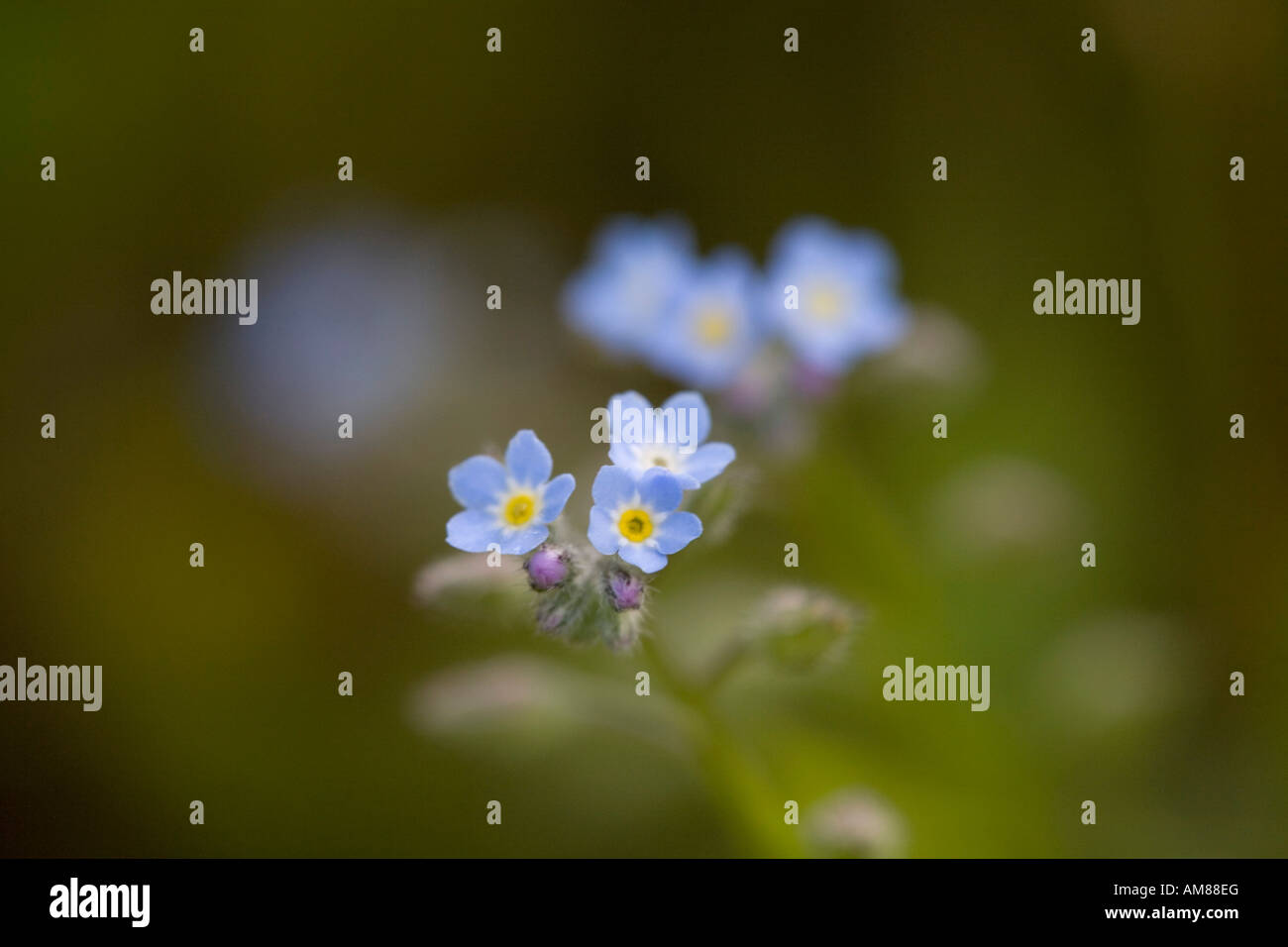 Vergißmeinnnicht Myosotis Arvensis Feldblumen Stockfoto