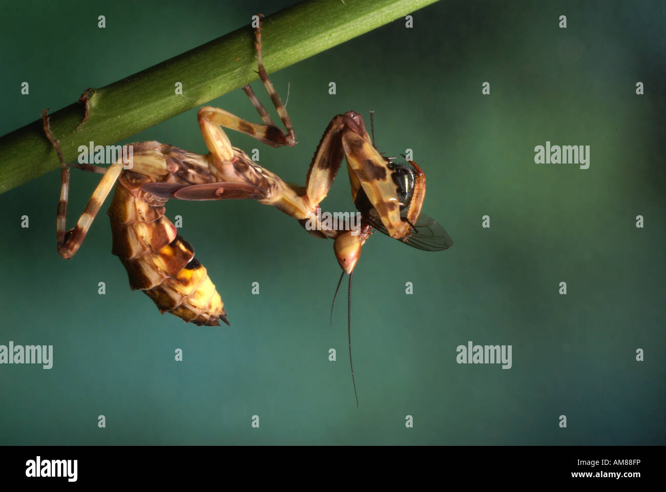 Blume-Mantis (Creobroter Pictipennis) Stockfoto
