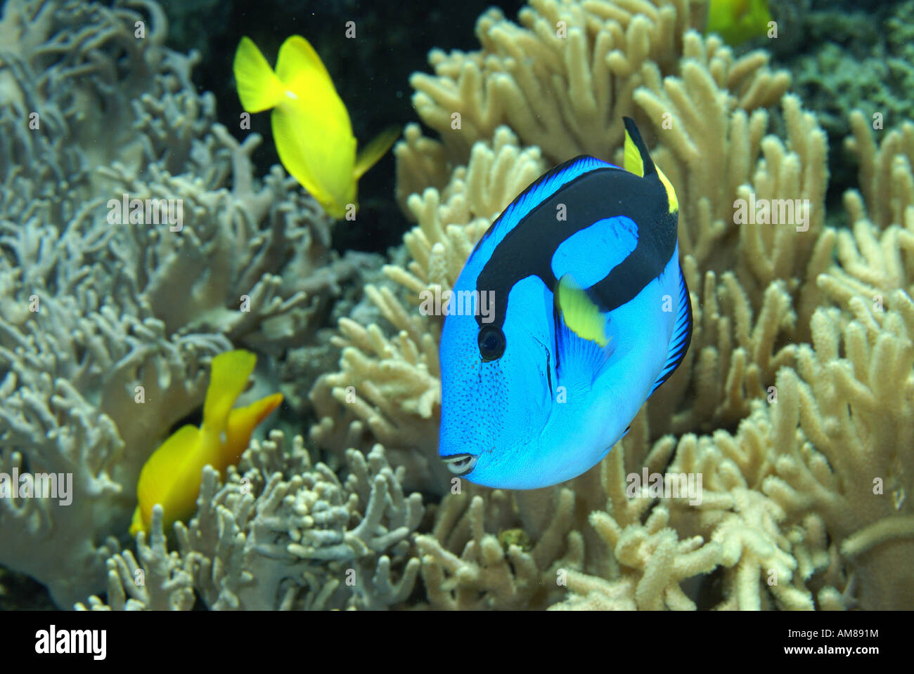 Regal Tang (Paracanthurus Hepatus) gefangen Stockfoto