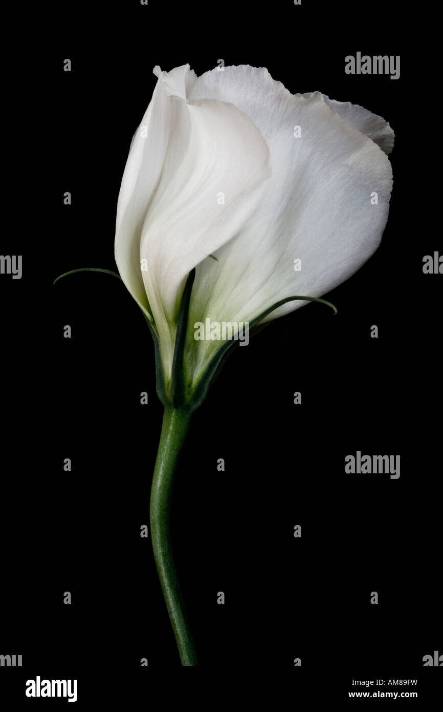Porträt einer weißen Lisianthus Blume auf einem schwarzen Hintergrund Stockfoto