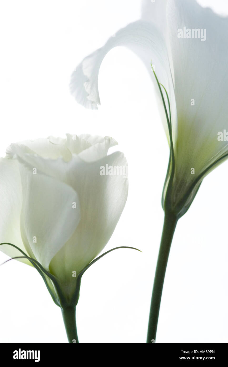 Porträt von ein paar weiße Lisianthus Blumen auf weißem Hintergrund Stockfoto
