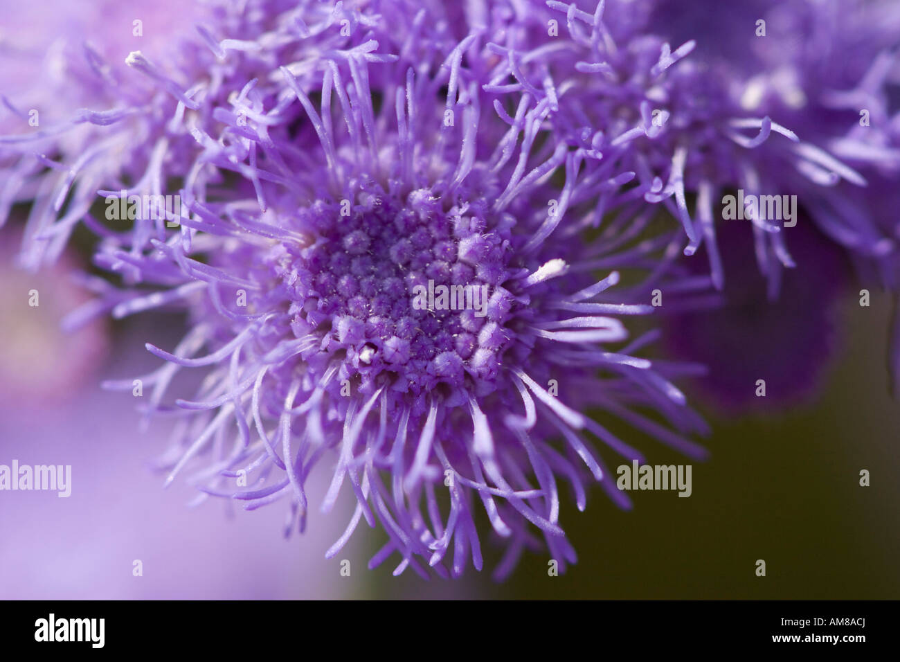 Lila Blüte Stockfoto