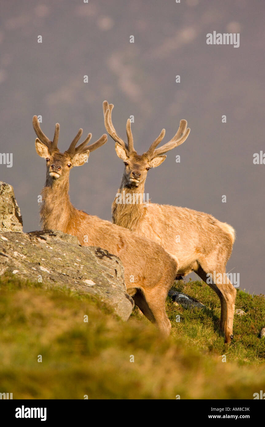 Zwei rote Hirsche mit ihrem Geweih in samt, stehend auf einem Hügel in Glen Muick, in den Cairngorm Mountains, Schottland Stockfoto