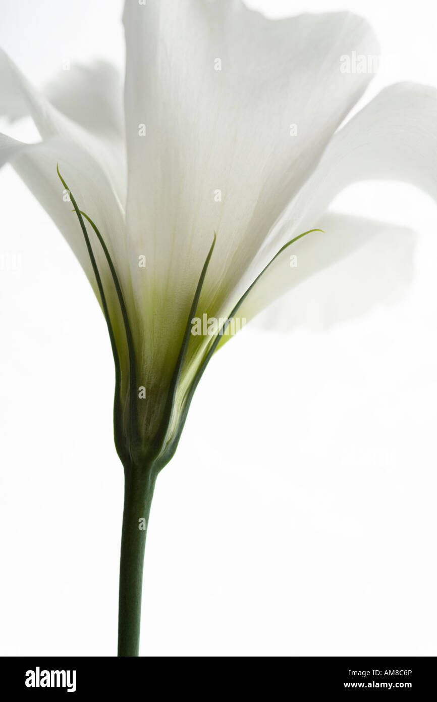 Porträt einer weißen Lisianthus Blume auf weißem Hintergrund Stockfoto
