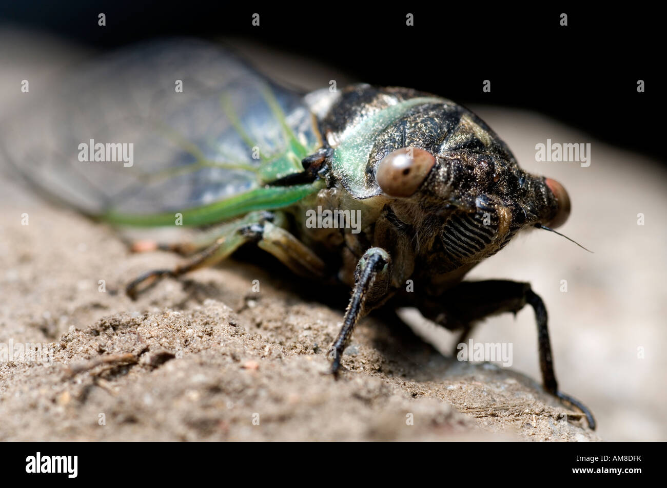 Nahaufnahme Foto von einer Zikade auf einem Felsen sitzen Stockfoto