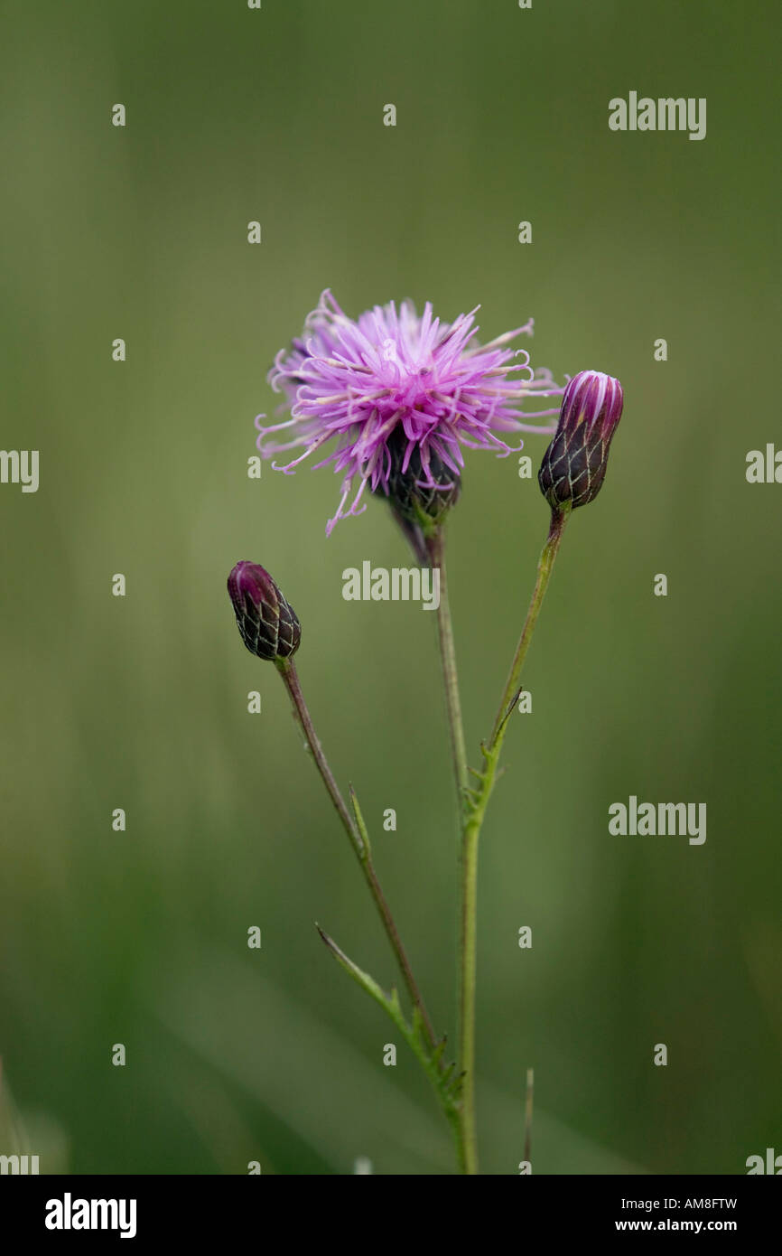 Sawwort Serratula Tinctoria in Blüte Stockfoto