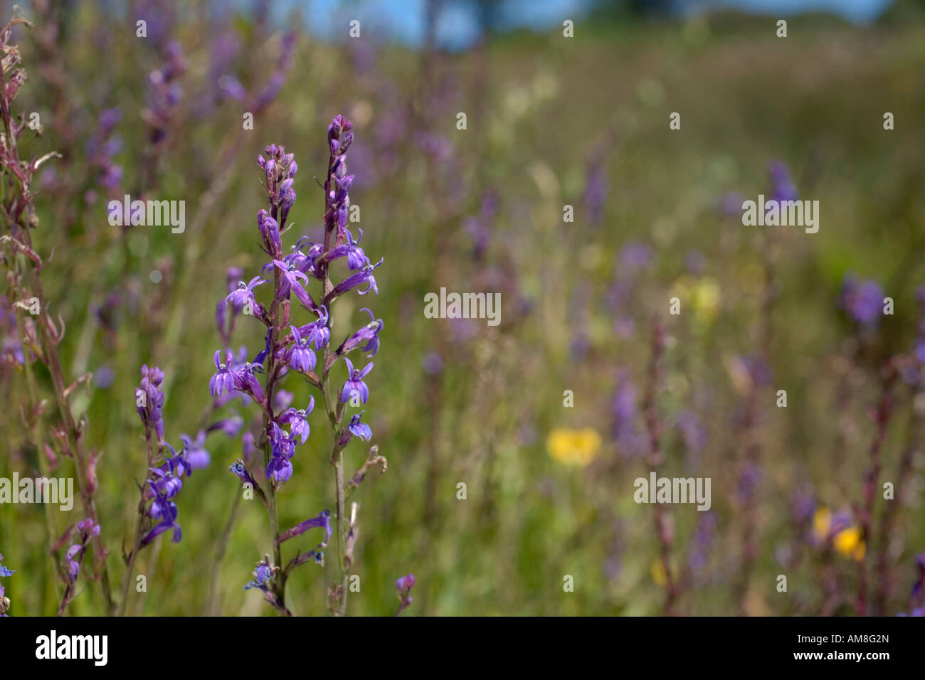 Heide Lobelie Lobelia Urens Andrew s Holz Natur reservieren Devon Stockfoto