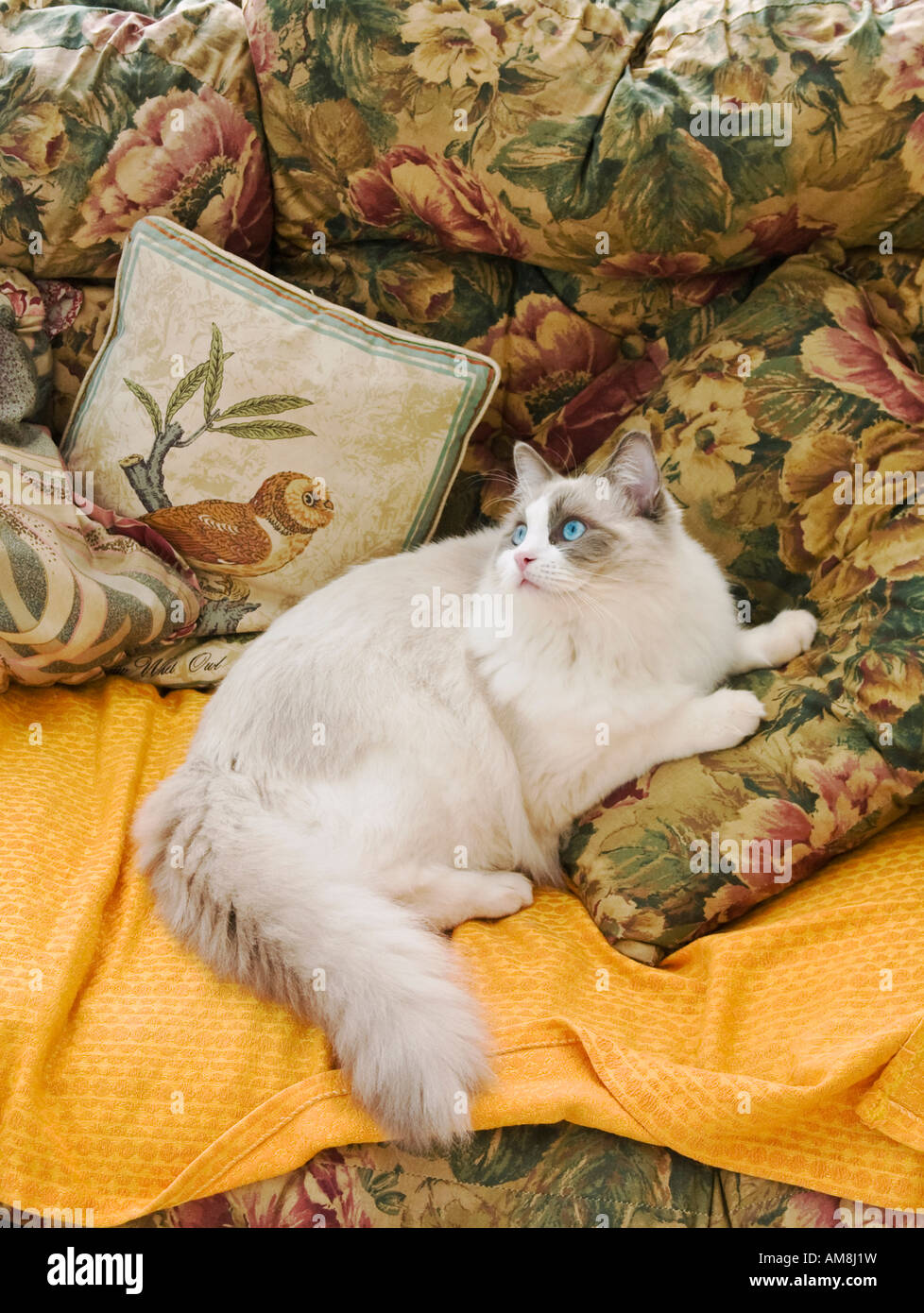 Skye Ein achtmonatiger blau bicolour Ragdoll Kitten Katze genießen Sie den Komfort der Kissen auf dem Sofa in Wiltshire England UK EU Stockfoto