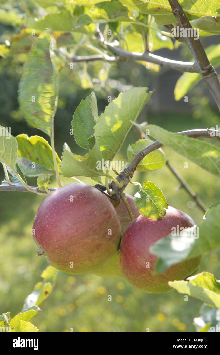 Haufen von Äpfeln auf Zweig der Apfelbaum mit grünen Blättern und Sonnenschein hinter Stockfoto