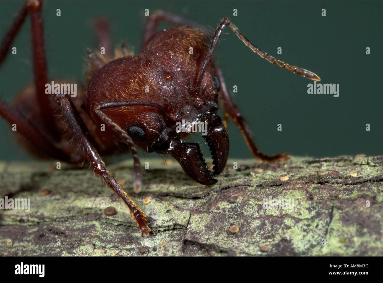 Soldat Ant Blatt Scherblock Atta Cephalotes Nahaufnahme von Kiefer Amazon  Rainforest Iquitos Peru Stockfotografie - Alamy