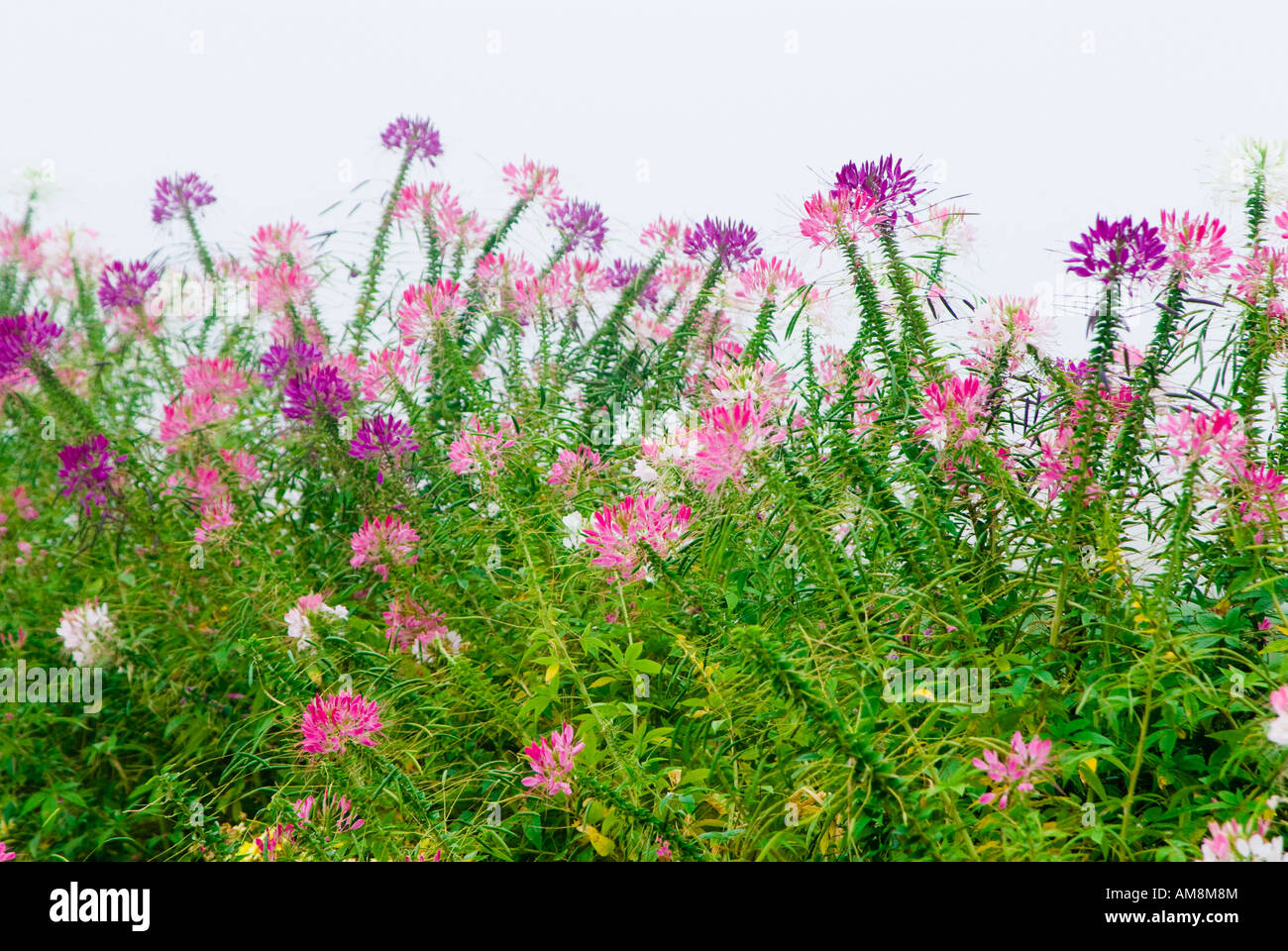 Cleome Garten am nebligen Morgen Stockfoto