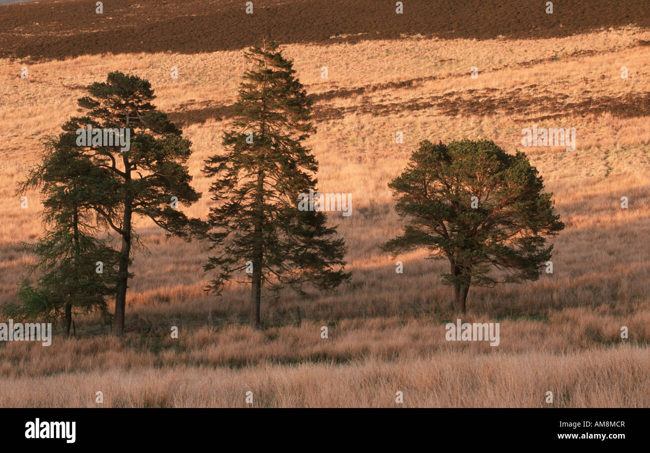 WALDKIEFERN Pinus Sylvestris Glen Isla Angus Scotland Stockfoto