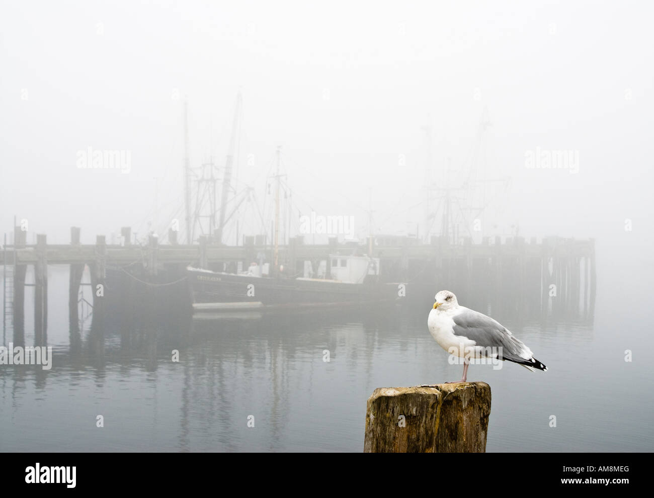 Möwe am nebligen McMillan Wharf Pier Provincetown, Cape Cod, Massachusetts Stockfoto