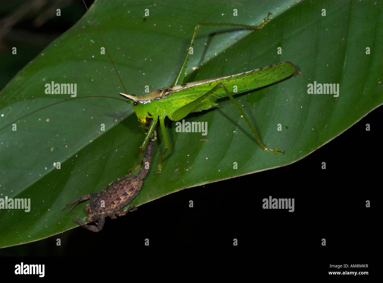 Conehead Grashuepfer Copiphora SP. Manu Peru Stockfoto