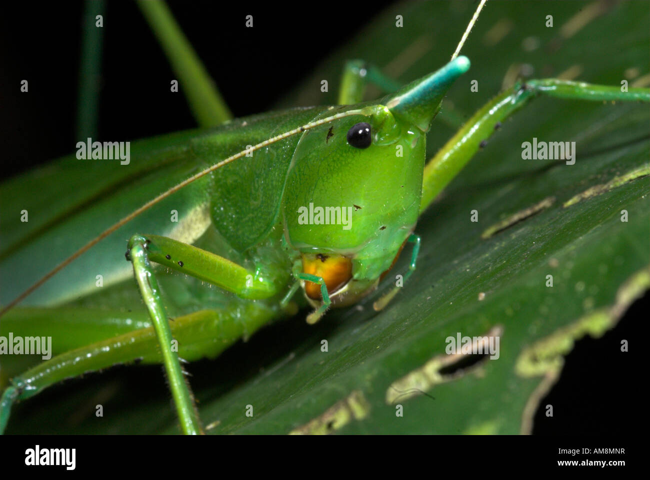 Conehead Grashuepfer Copiphora SP. Manu Peru Stockfoto