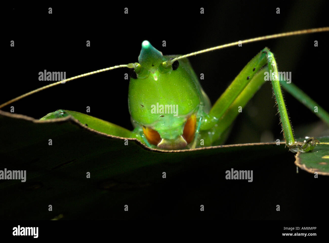 Conehead Grashuepfer Copiphora SP. Manu Peru Stockfoto