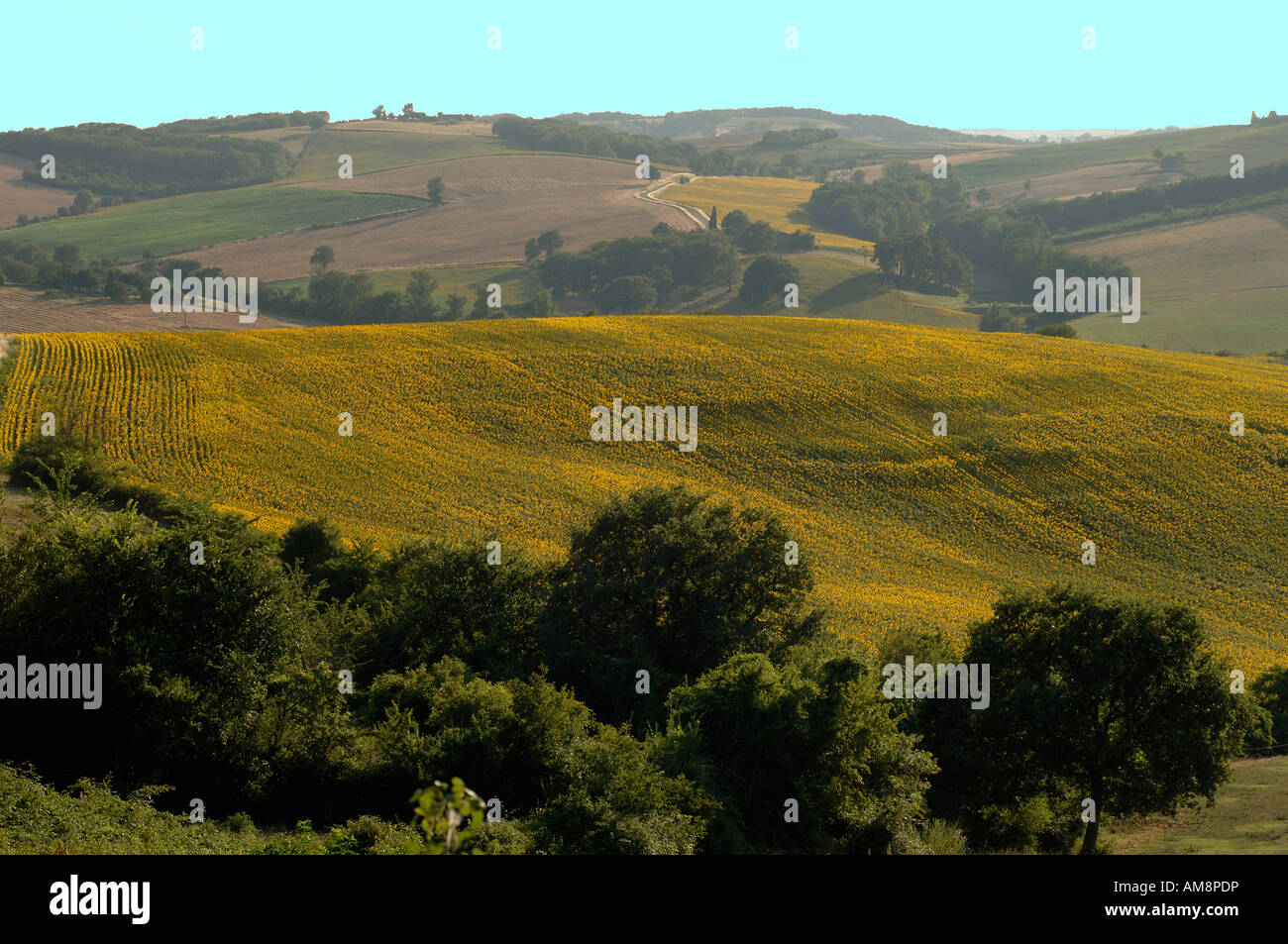 Südwesten Frankreich. Sanfte Hügel der Gascogne. Sonnenblumen Vordergrund. Dunstigen Tag vor Sonnenuntergang Stockfoto