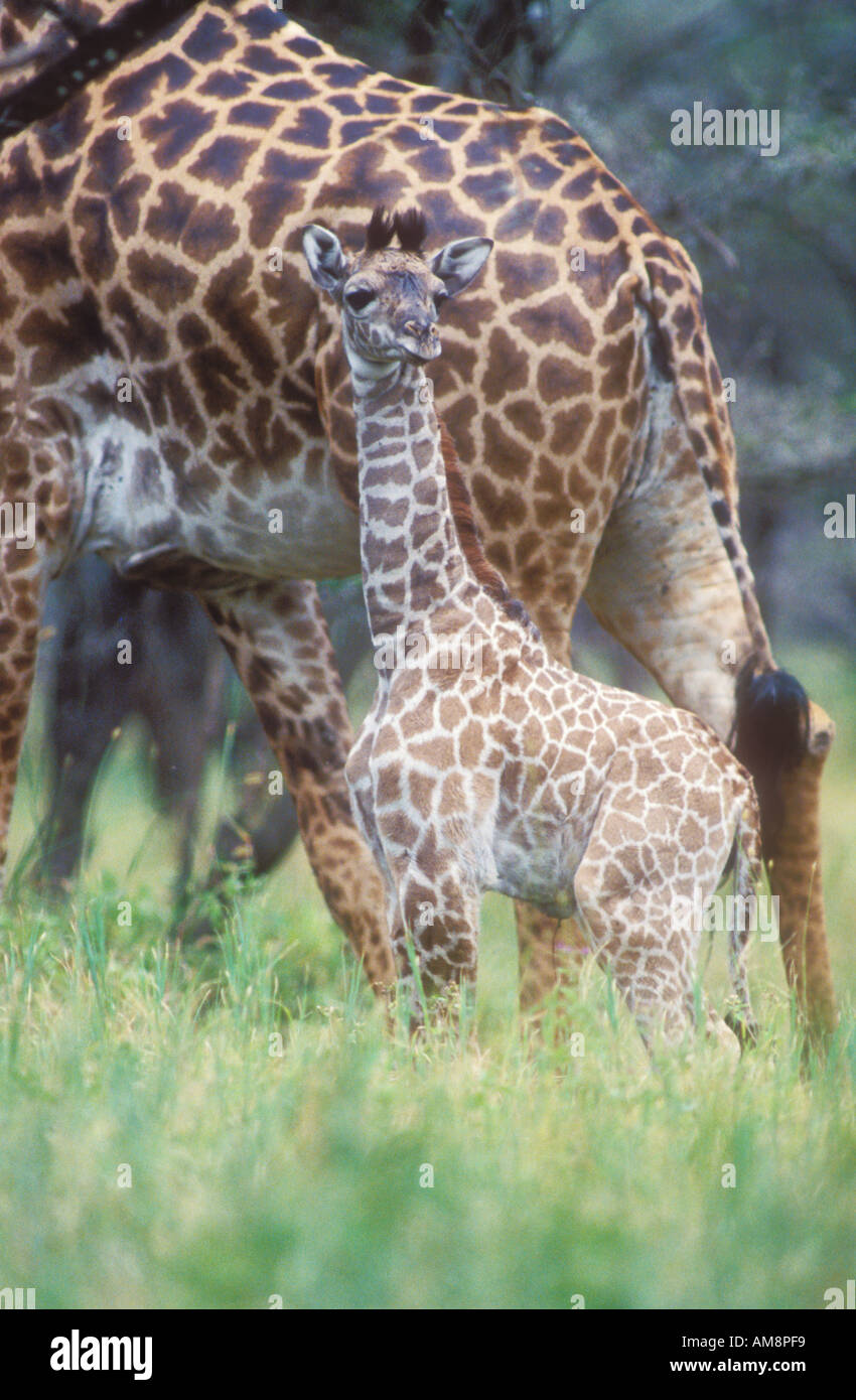 Baby-Masai-Giraffe mit Mutter hinter Stockfoto