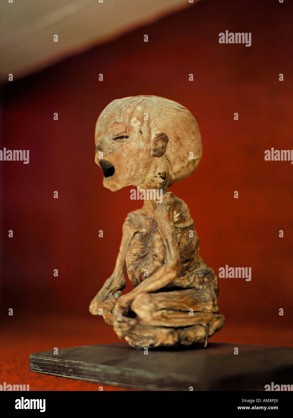 Eine mumifizierte Baby ist im Museum von Mumien in Mexiko präsentiert. Stockfoto