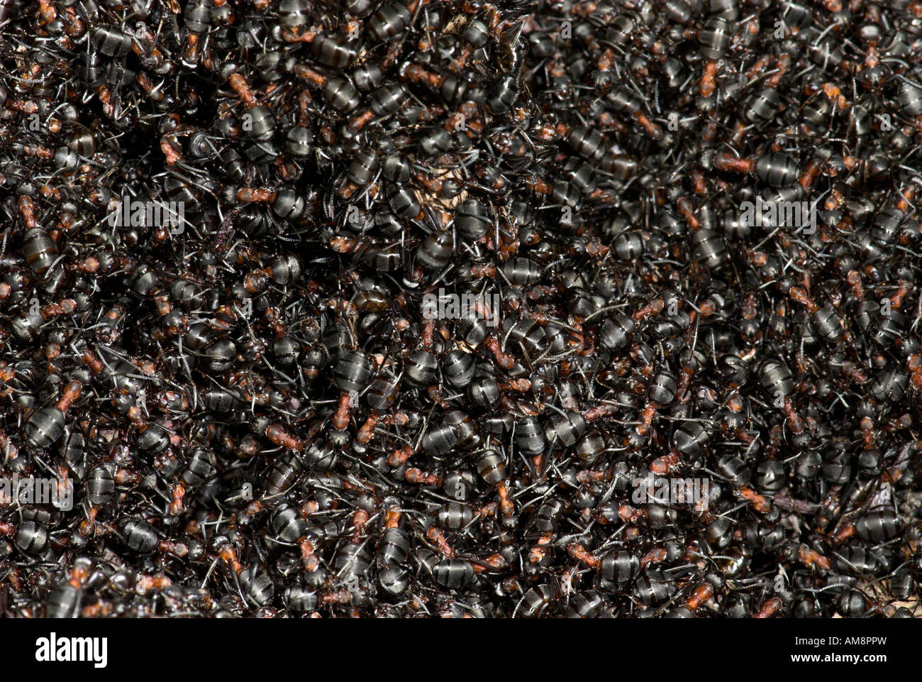 Holz-Ameisen-Formica Rufa Blean Wald Kent Stockfoto