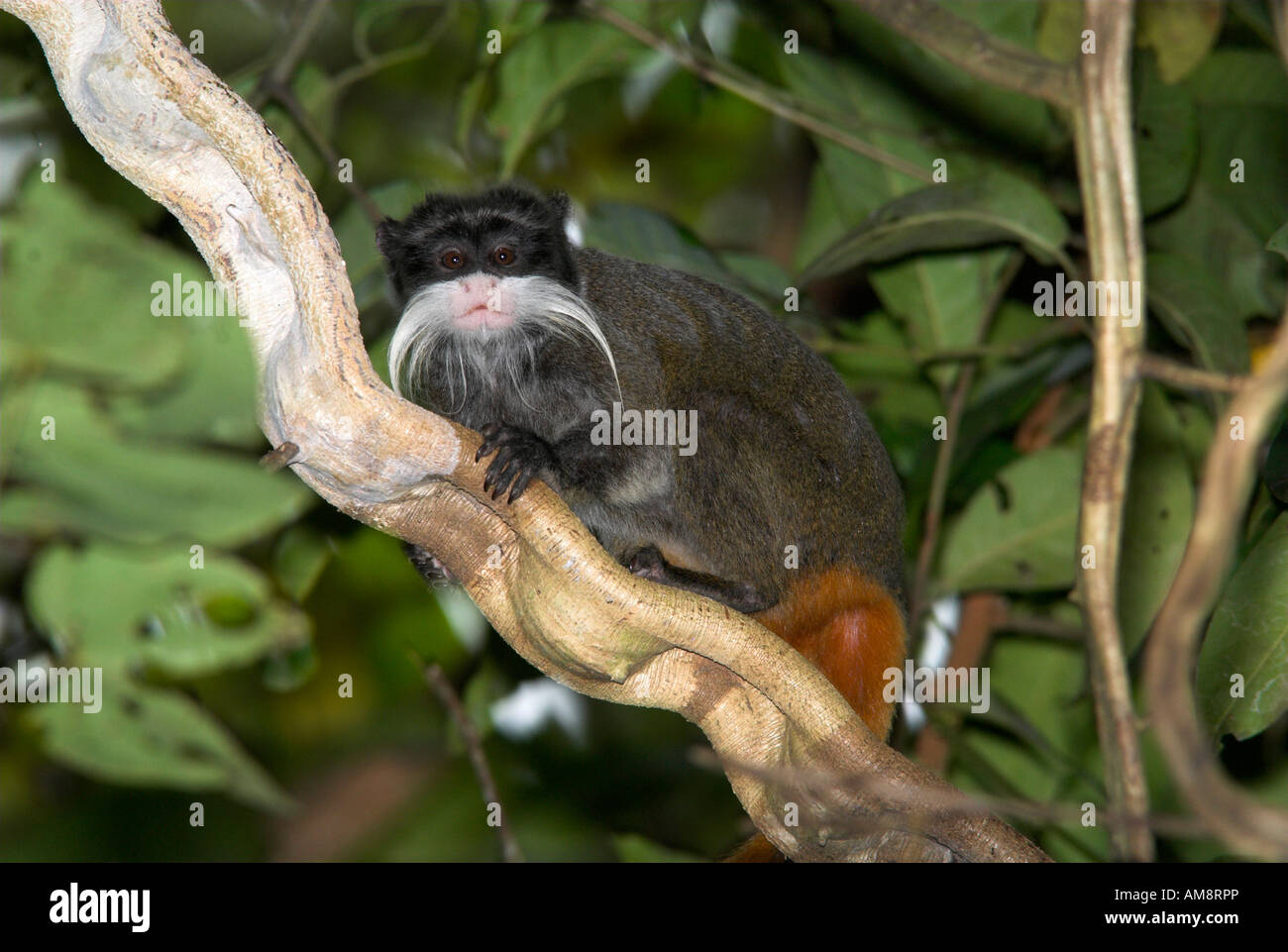 Kaiser Tamarin Saguinus Imperator Manu Peru Stockfoto