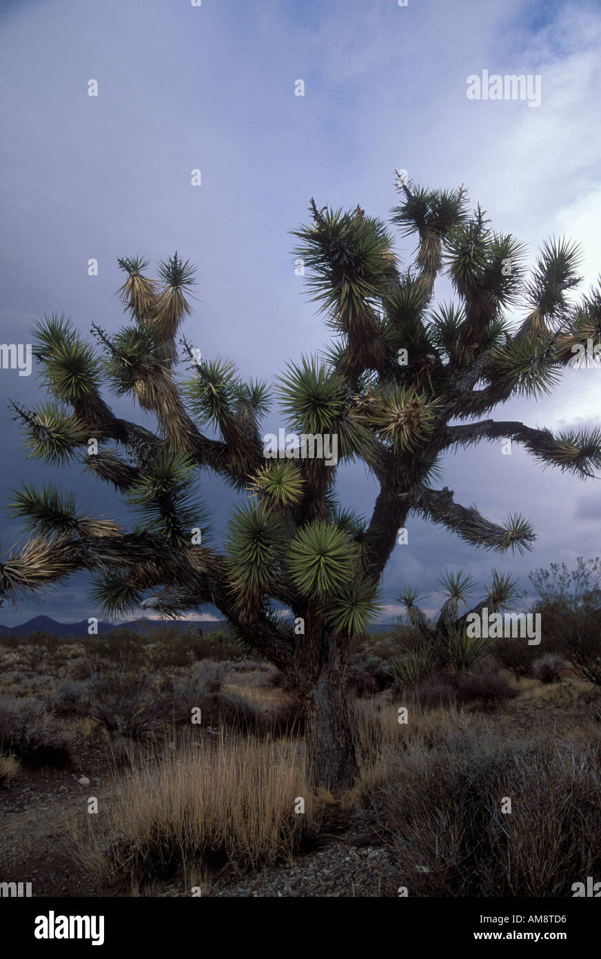 Joshua Tree Yucca Brevifolia Wüstenpflanze Joshua Tree Nationalpark Kalifornien USA Stockfoto