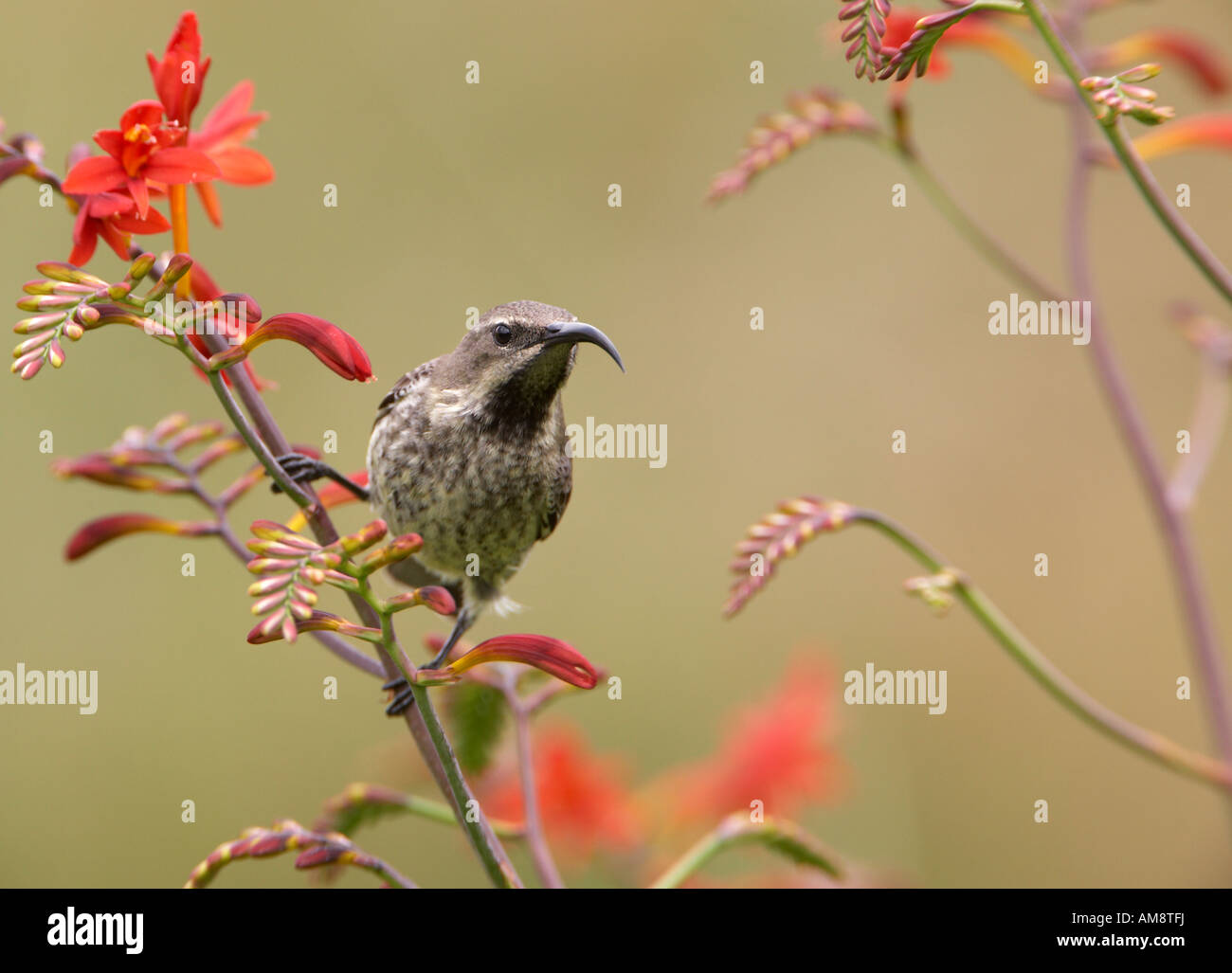 Weibliche Amethyst Sunbird oder afrikanischen schwarzen Sunbird (Chalcomitra Amethystina) Stockfoto