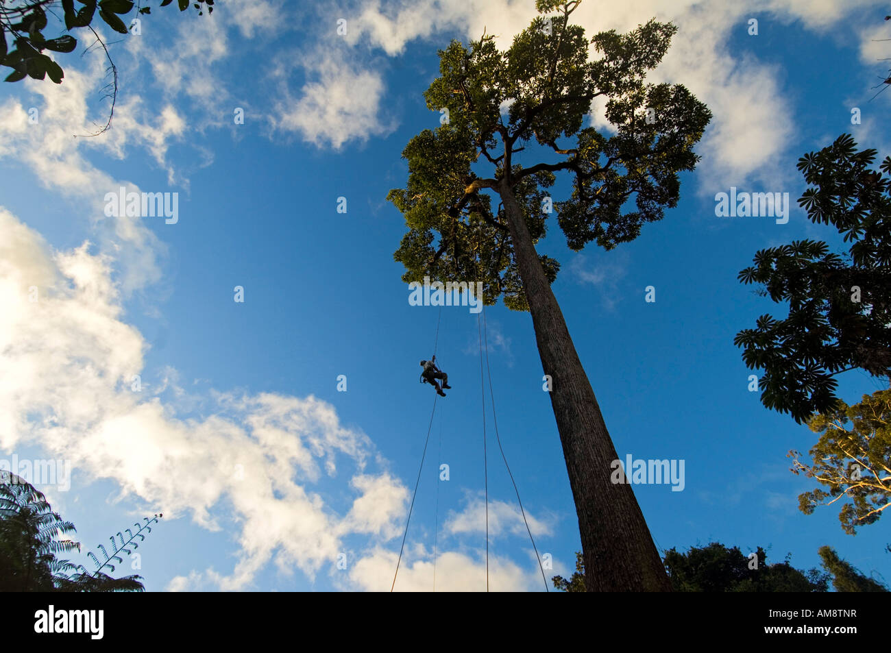 Baumklettern am Amazonas Ökodorf Abra144 Stockfoto