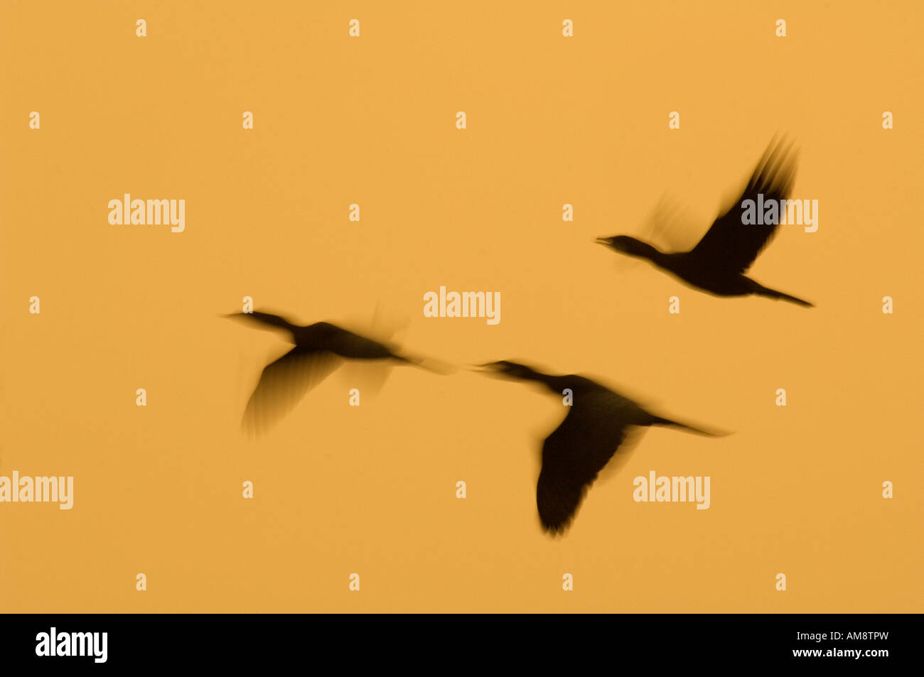 Kormorane Vögel im Flug, Dämmerung, Indien, Slow-Motion blur Stockfoto