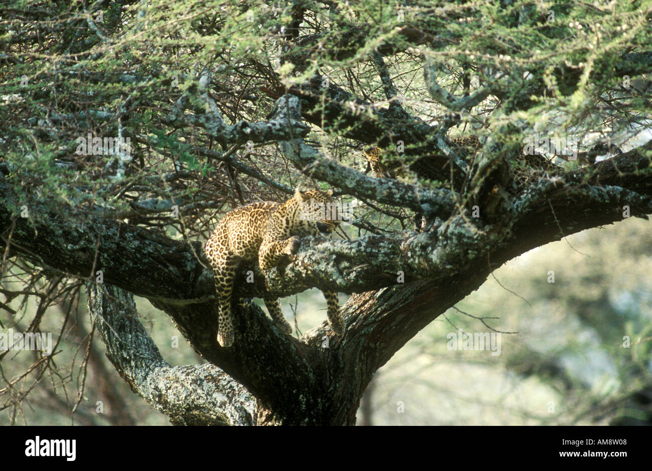 Männliche Leoparden ruht in typischen Pose in Akazie mit einem zweiten Leopard Teil versteckt im Baum Stockfoto