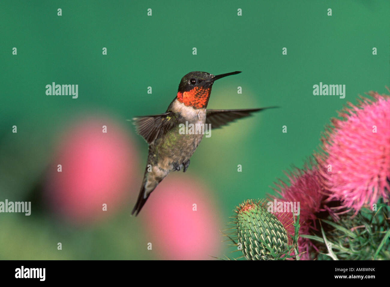 Männliche Rubin-throated Kolibri und Distel Stockfoto