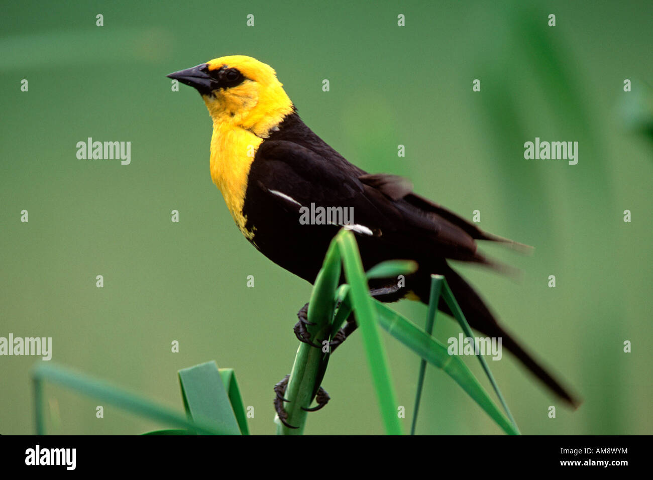 Gelbe Leitung Blackbird Stockfoto