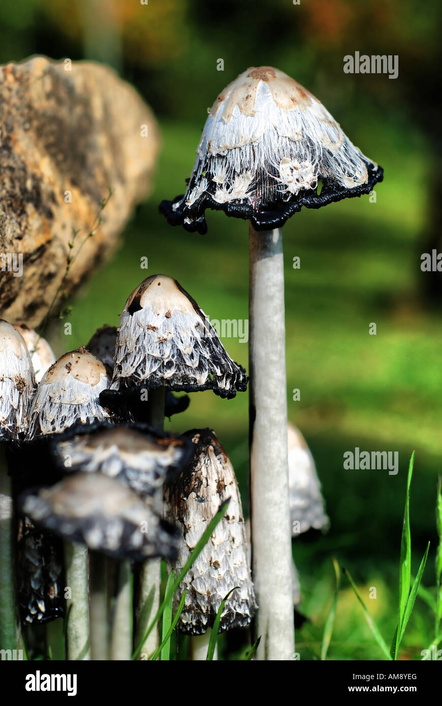 Eine Gruppe von Inkcap Pilzen Stockfoto