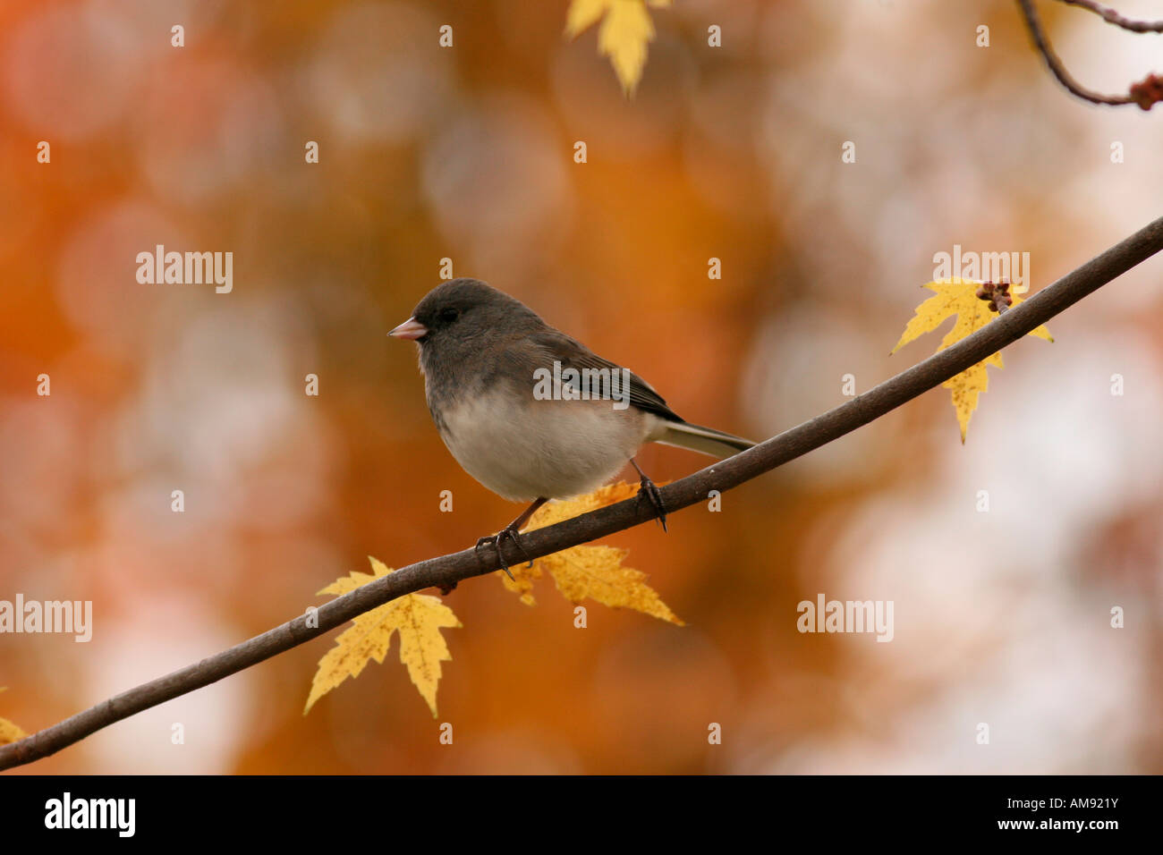 Dunkel-gemustertes Junco thront auf Zweig Stockfoto