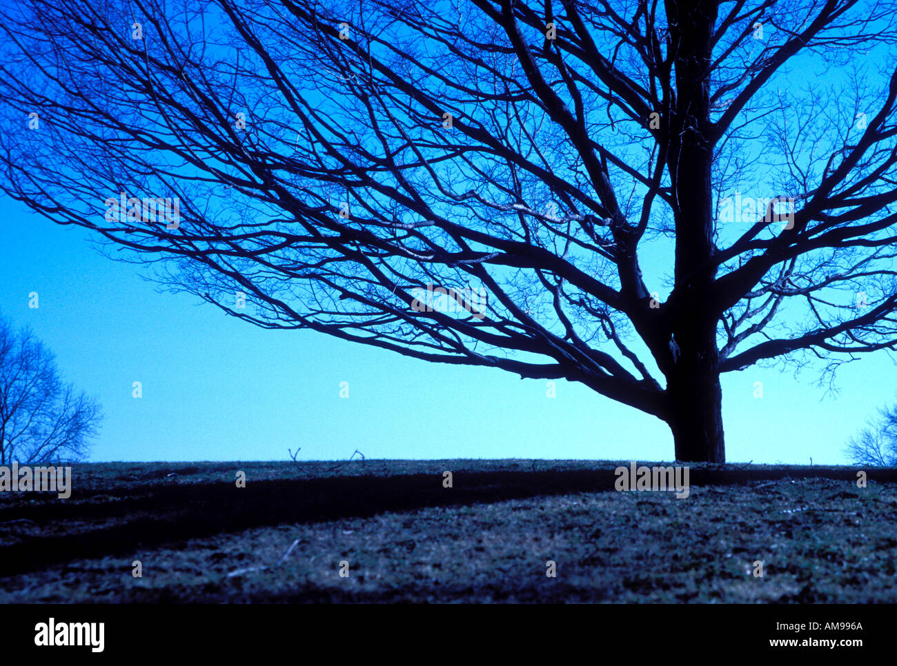 Baum Stockfoto