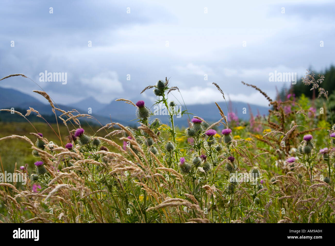 Speer, Disteln und Wilde Gräser, Highlands, Schottland Stockfoto