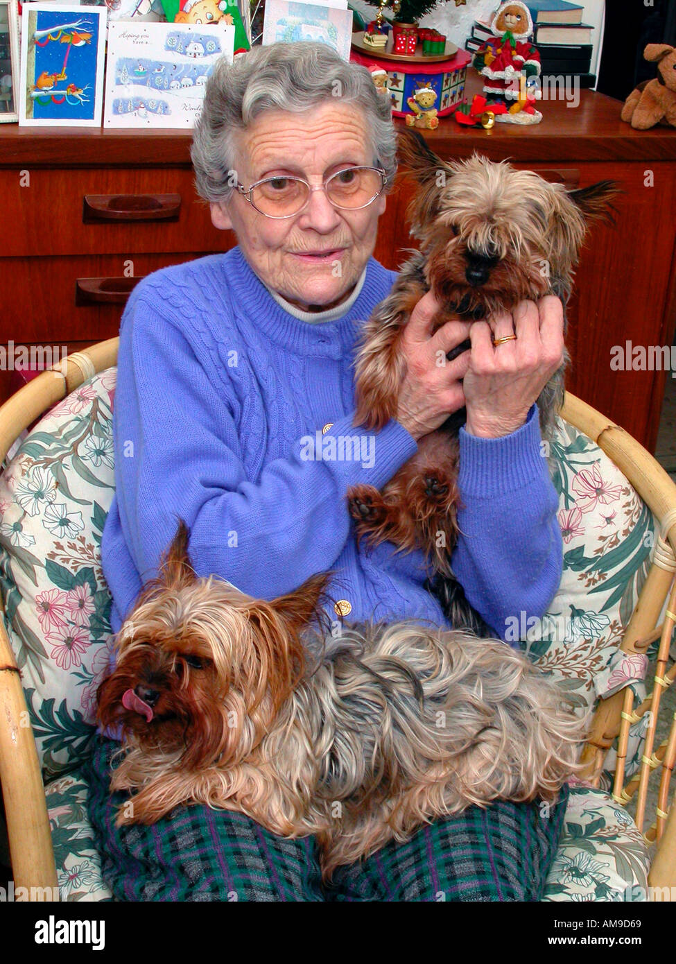 Ältere Frau mit ihren zwei Yorkie zu Weihnachten Stockfoto