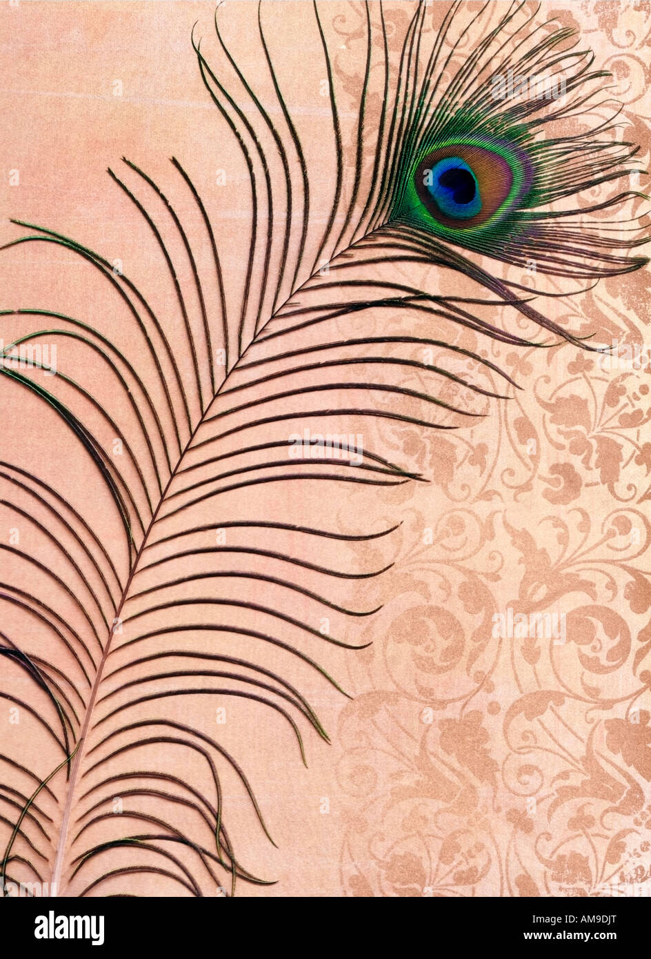 Pfauenfeder mit Auge Muster Muster Hintergrund Stockfoto