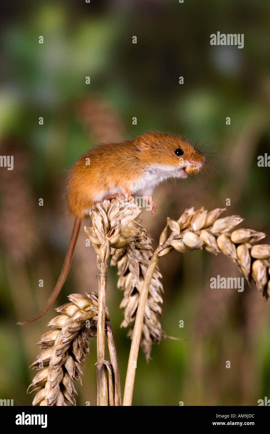 Ernte Maus Micromys Minutus Fütterung auf Weizen Ohr Potton bedfordshire Stockfoto