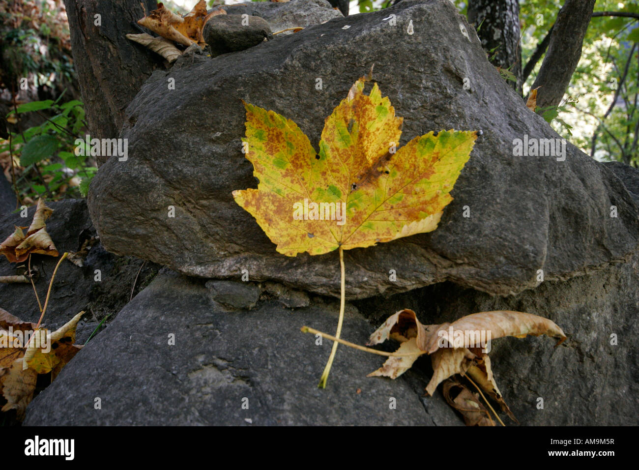 Herbstliche verlassen auf einem Felsen im Gressoney Tal. Valle d ' Aosta, Italien Stockfoto