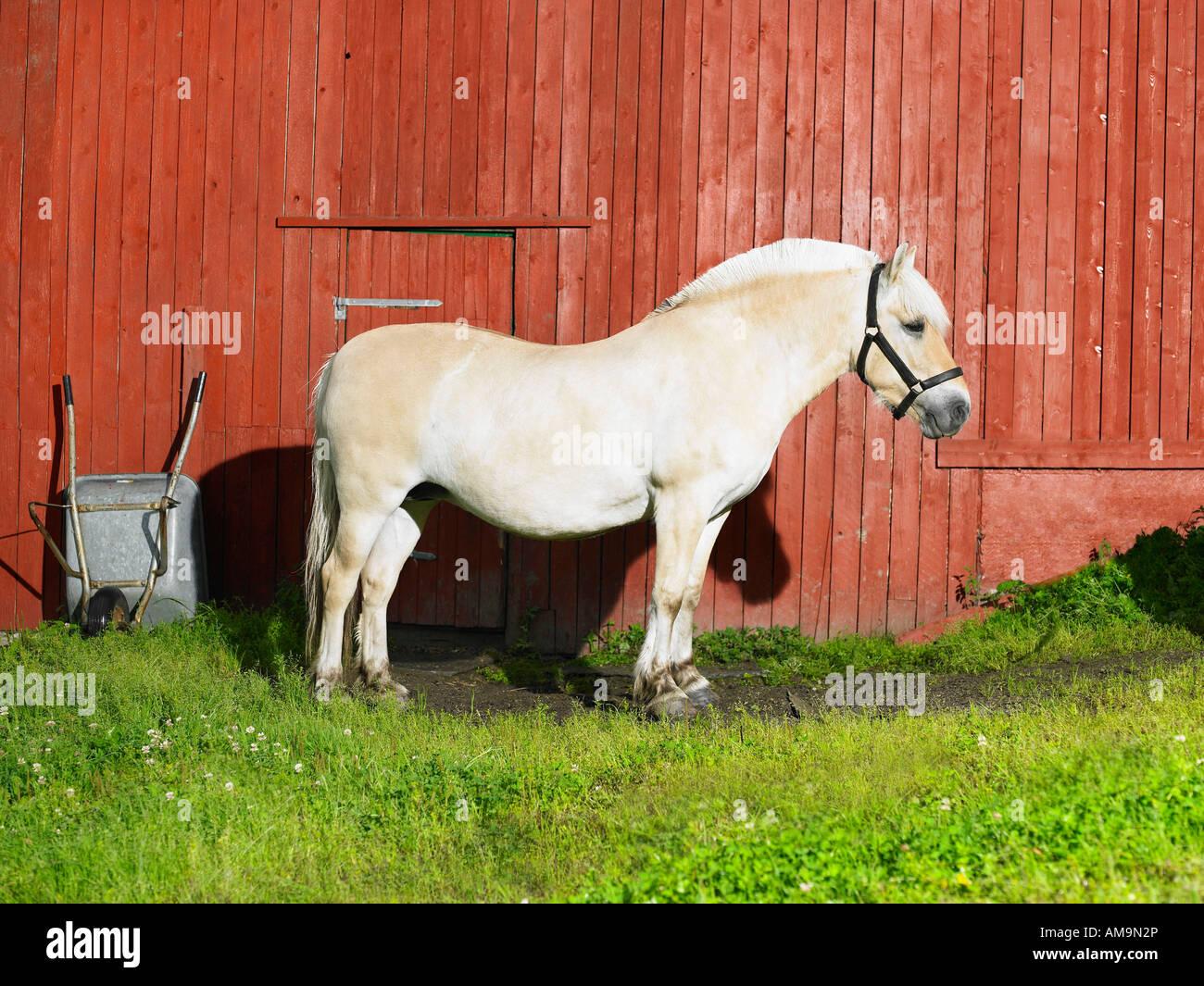 Pferd für sich allein vor einer roten Wand. Stockfoto