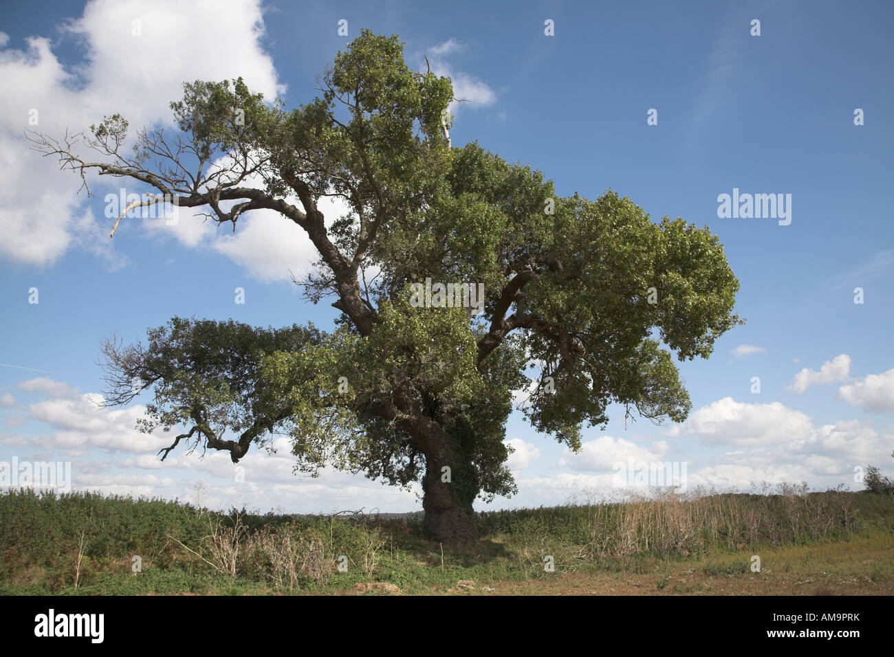 Native English Schwarz-Pappel Baum Populus Nigra, Butley, Suffolk, England Stockfoto
